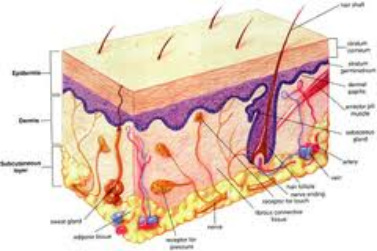 LAYERS OF THE SKIN - SYSTEMS OF THE BODY