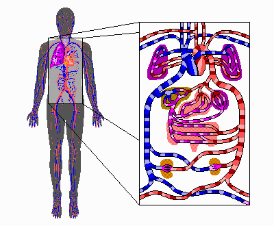 WHAT IS CARDIOVASCULAR SYSTEM? - SYSTEMS OF THE BODY